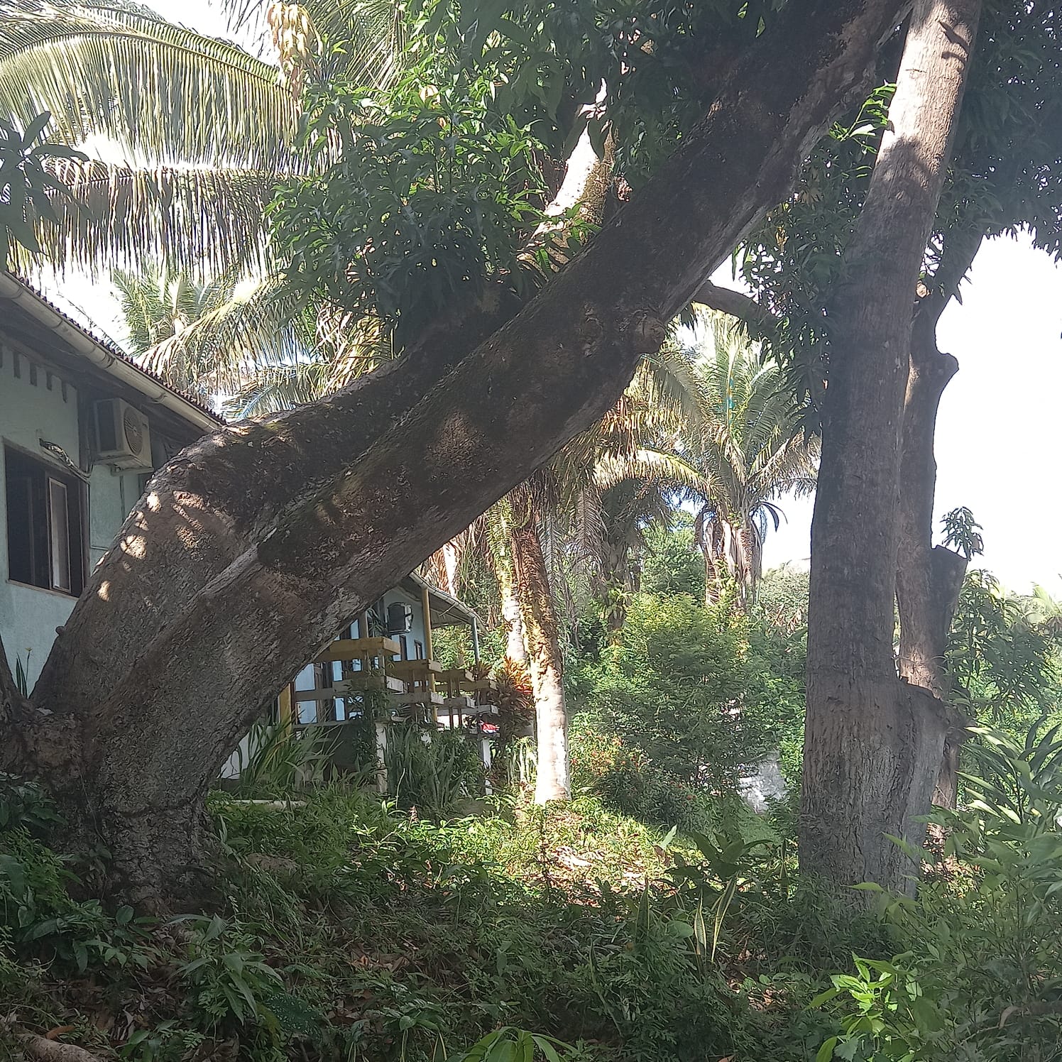 Frente para Reserva Florestal - Vista 5