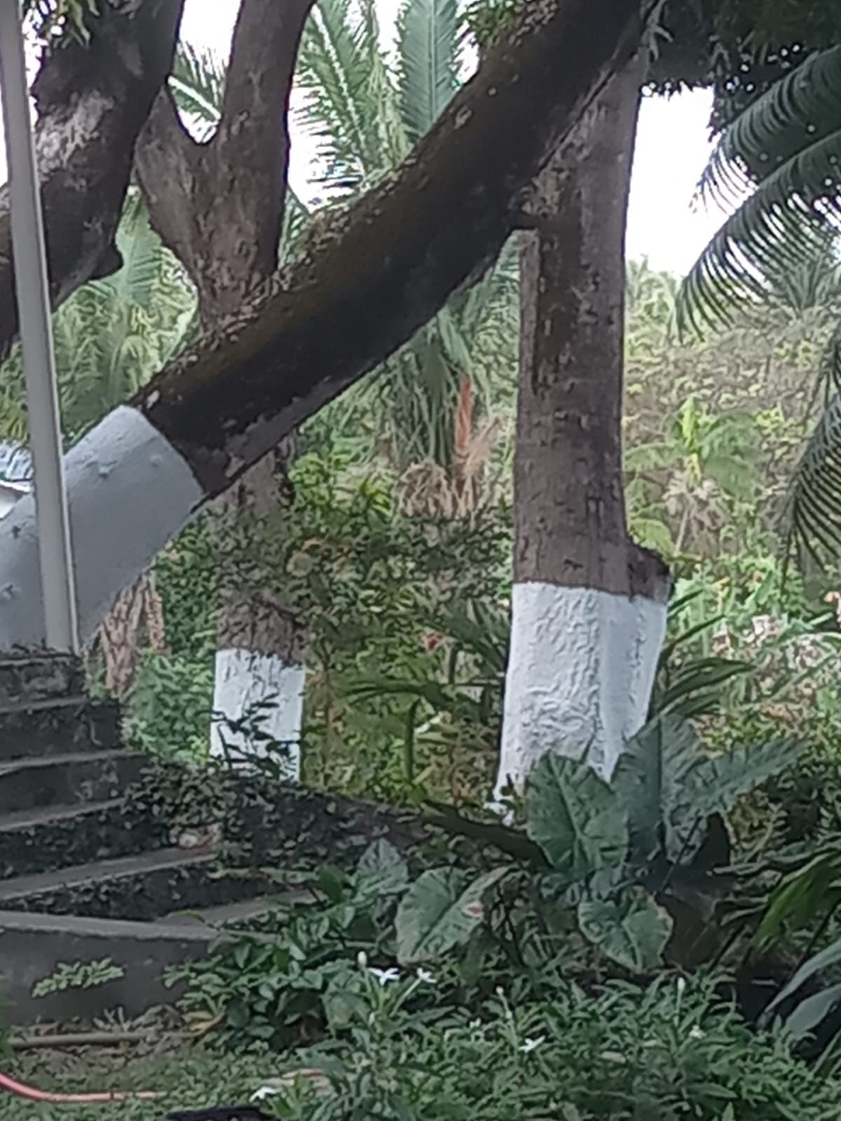 Frente para Reserva Florestal - Vista 6