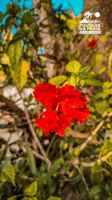 Flor hibisco vermelha com folhas verdes